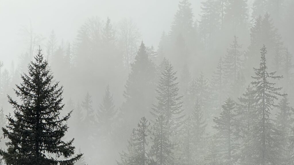 Foggy forest at Stara Planina